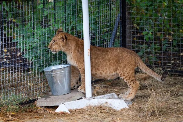 Een Jonge Grappige Leeuw Zoo — Stockfoto