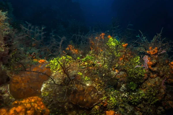 Piękne Kolorowe Rafy Koralowej Wyspy Cozumel Morze Karaibskie — Zdjęcie stockowe