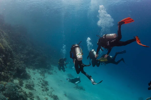 Plongeur Sur Les Sourds Mer Rouge — Photo