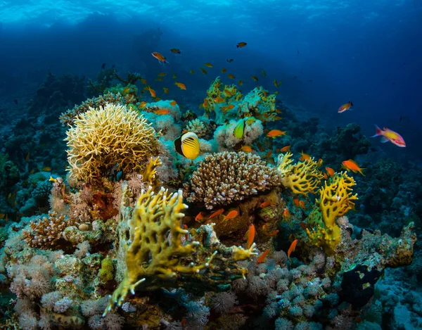 Hermoso Arrecife Coral Mar Rojo Sharm Sheikh Egipto — Foto de Stock