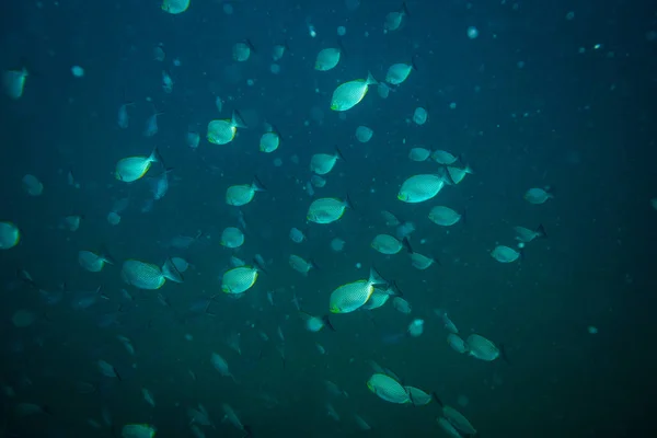 Underwater View Beautiful Fishes Kot Tao Island Thailand — Stock Photo, Image