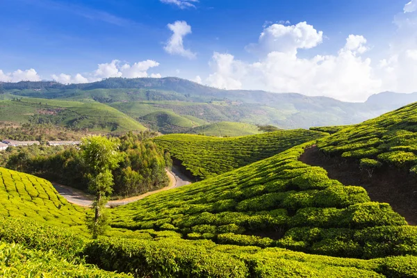 Camino Través Plantaciones India Provincia Kerala — Foto de Stock