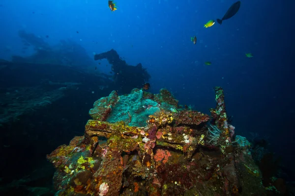 Onderwater Shoot Van Oceaan Flora Fauna Bali Indonesië — Stockfoto