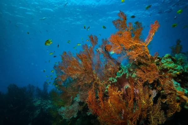 Prachtige Onderwater Uitzicht Koraal Tuin Bali Indonesië — Stockfoto