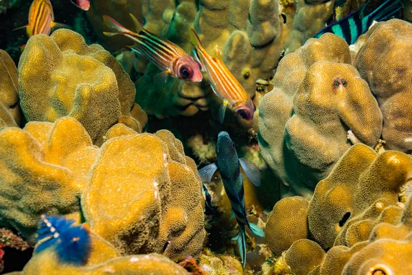 コット タオ島 タイの近くの美しい魚の水中ビュー — ストック写真