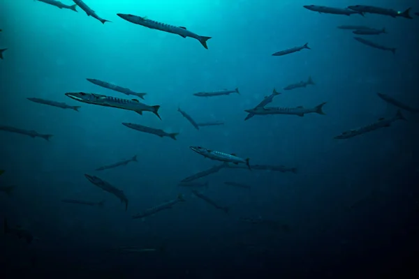 Underwater View Barracudas Dark Water Koh Tao Thailand — Stock Photo, Image