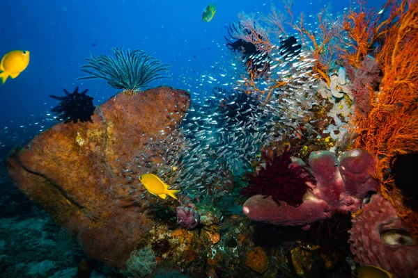 Hermosa Vista Submarina Del Jardín Coral Bali Indonesia — Foto de Stock