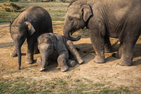 Elefantes Una Granja Reserva Chitwan —  Fotos de Stock