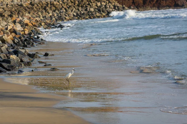Egret Camina Por Playa Atardecer Océano Índico —  Fotos de Stock