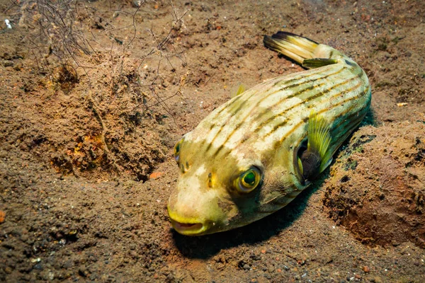 Podwodne Strzelać Ocean Flory Fauny Bali Indonezja — Zdjęcie stockowe