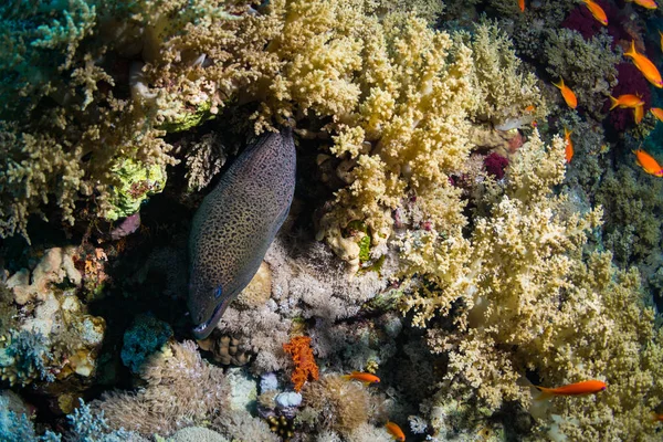 Vista Submarina Moray Arrecife Coral — Foto de Stock
