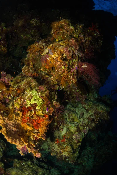 Красиві Коралові Рифи Червоного Моря Шарм Аль Шейх Єгипет — стокове фото
