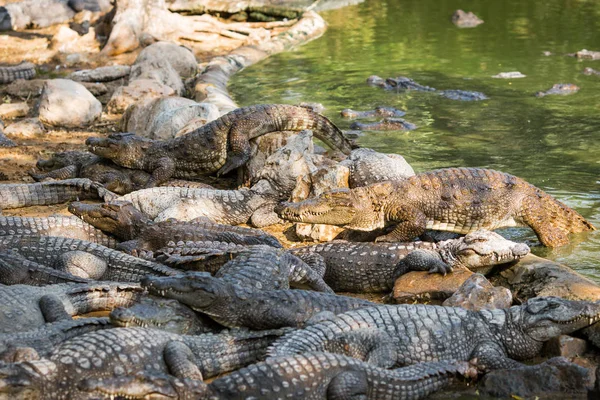 Krokodillen Het Reservaat — Stockfoto