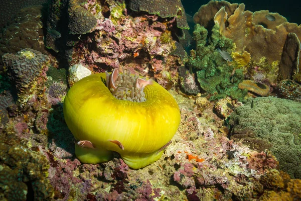 Podvodní Pohled Sasanka Korálový Útes Koh Tao Thajsko — Stock fotografie