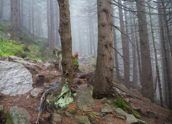 Mistige Bos Oekraïense Karpaten — Stockfoto