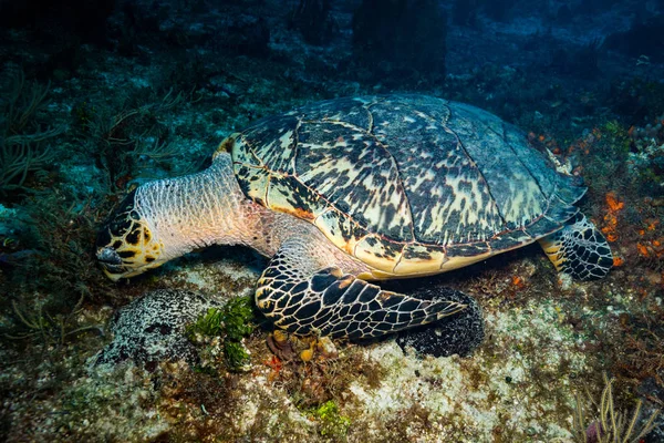 Водой Вид Красивой Зеленой Черепахи Рифе Козумель — стоковое фото
