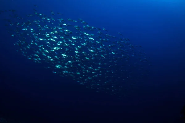 Tropiska Fiskar Röda Havet — Stockfoto