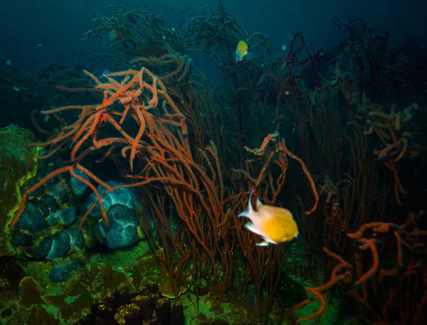 Koh Tao Island Tayland Yakınındaki Güzel Mercan — Stok fotoğraf