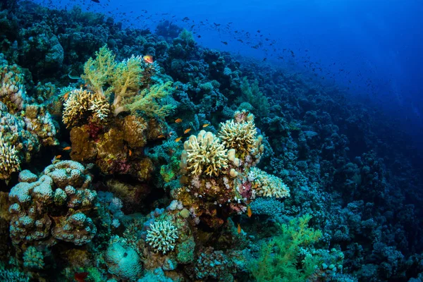 Tropikal balıklar Kızıldeniz, Sharm El Sheikh, Mısır'daki mercan kayalığı arka plan üzerinde