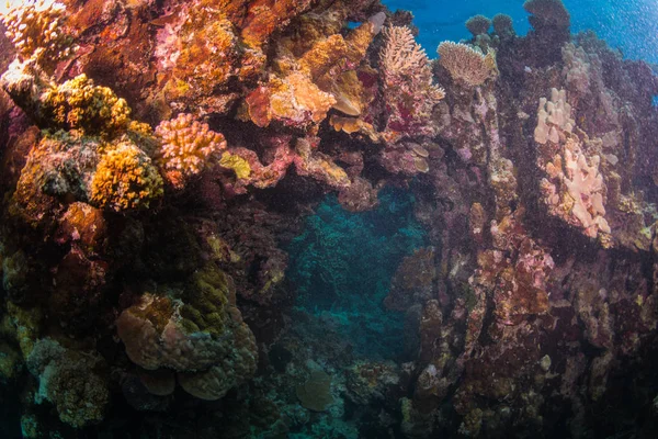 Peces Tropicales Sobre Fondo Del Arrecife Coral Mar Rojo Sharm — Foto de Stock