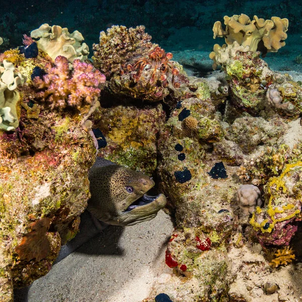 Underwater View Moray Coral Reef Night Red Sea Sharm Sheikh — Stock Photo, Image
