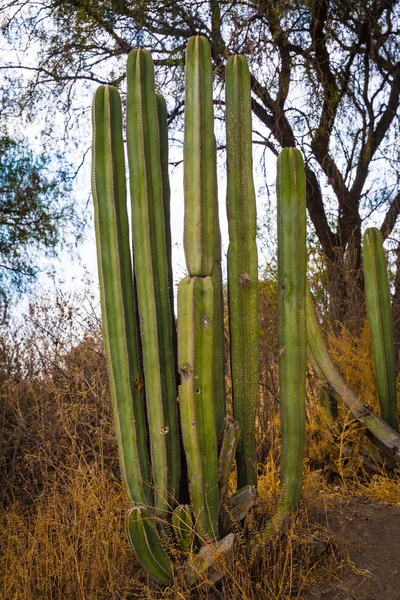 Cactus Mexicanos Gigantes Teotihuacán Valle México — Foto de Stock