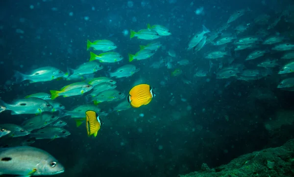 Beaux Poissons Papillons Sur Récif Près Île Kot Tao Thaïlande — Photo