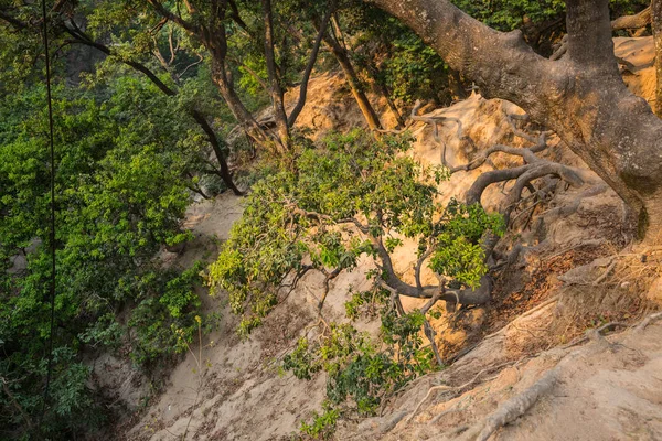 Parco Nel Tempio Pashupatinath — Foto Stock