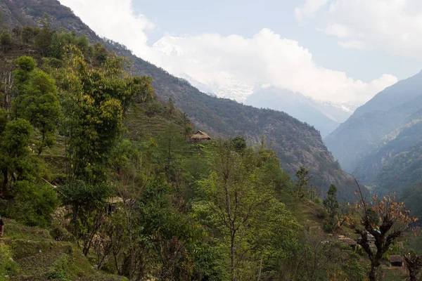 Поля Деревне Непал Пути Базовому Лагерю Аннапурна Гималаи — стоковое фото