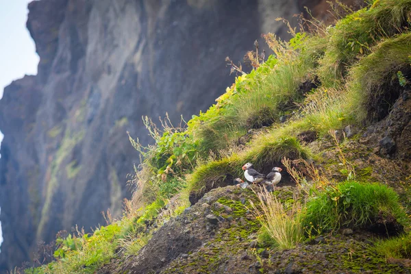 Puffins Rocks Icelandic Town — Stock Photo, Image