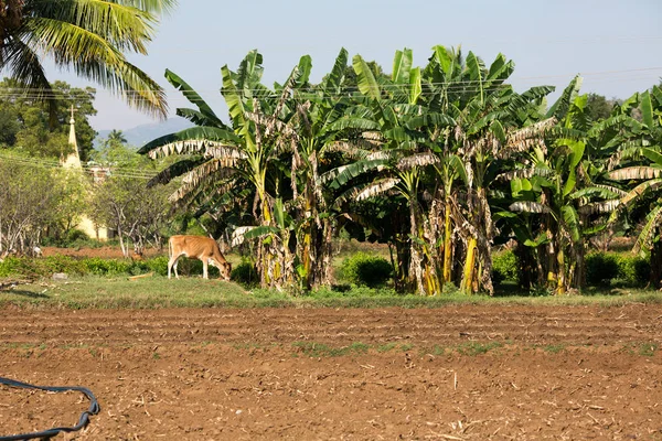 Barrio Agrícola Kerala India Del Sur — Foto de Stock