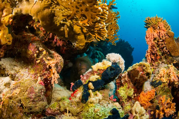 Подводный Вид Морей Коралловом Рифе Ночью Красном Море Шарм Эль — стоковое фото