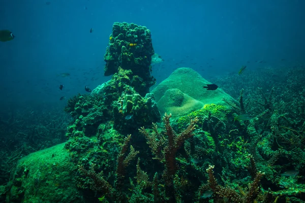 Gyönyörű Korallzátonyok Közelében Koh Tao Sziget Thaiföld — Stock Fotó
