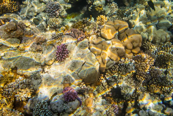 색깔의 산호초에 셰이크 이집트 — 스톡 사진