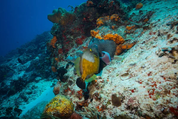 Podvodní Natáčení Oceánu Flóry Fauny Bali Indonésie — Stock fotografie