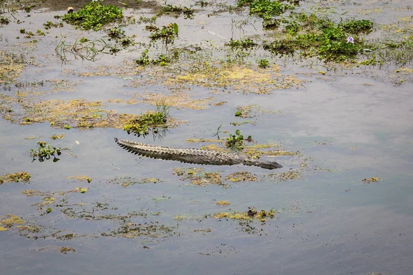 Krokodil Chitwan Nepál — Stock Fotó