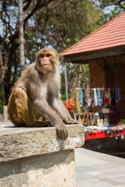 카트만두에서 Swayambhunath 사원에는 원숭이 — 스톡 사진