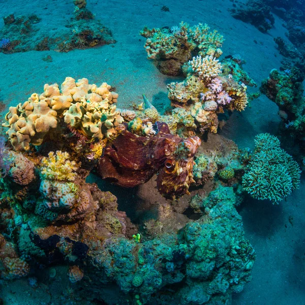 Octopus Bottom Red Sea — Stock Photo, Image