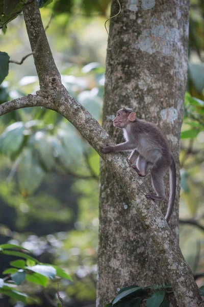 Monkey climbs up a tree