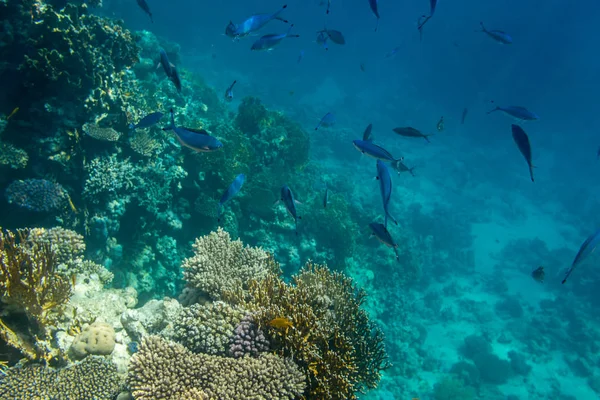 Красиві Тропічних Риб Фоні Коралові Рифи Червоне Море Шарм Ель — стокове фото