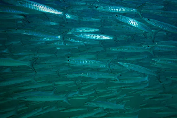 Schule Der Barrakudas Der Nähe Der Insel Koh Tao Thailand — Stockfoto