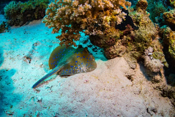埃及红海沙姆沙伊赫珊瑚礁上的毒刺 — 图库照片