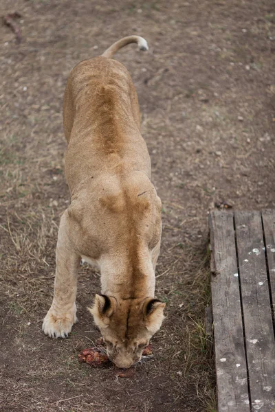 Lion Äta Kött Zoo — Stockfoto