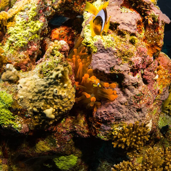 Heldere Gele Anemonefish Koraalriffen Rode Zee Egypte — Stockfoto