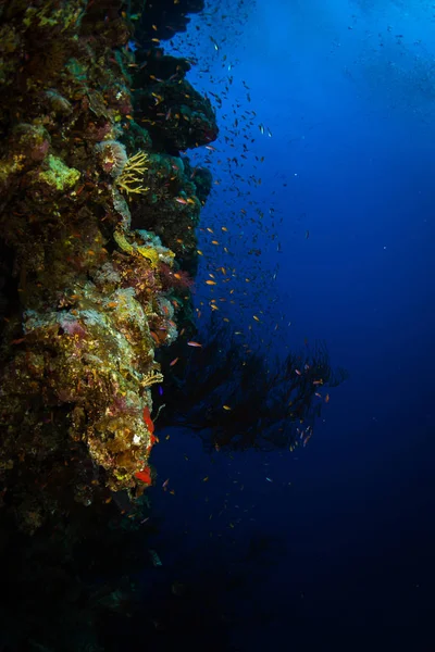 Vackra Korallrev Röda Havet Sharm Sheik Egypten — Stockfoto