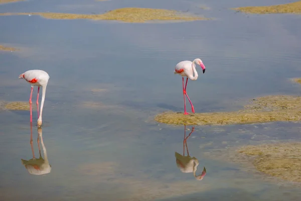 Plameňáků Laguně Ras Khor — Stock fotografie