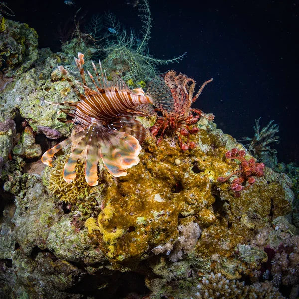 Czerwony Lionfish Polowania Rafy Koralowej Red Sea Egipt — Zdjęcie stockowe