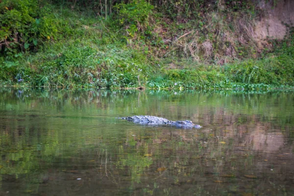 Malerische Aussicht Auf Schöne Landschaft Mit Flora Und Fauna Chitwan — Stockfoto