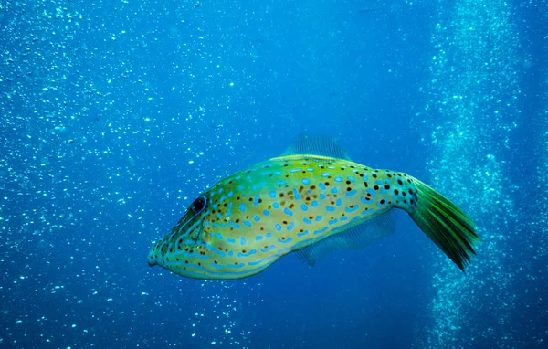 Resif Kot Tao Island, Tayland yakınındaki karalanmış balık