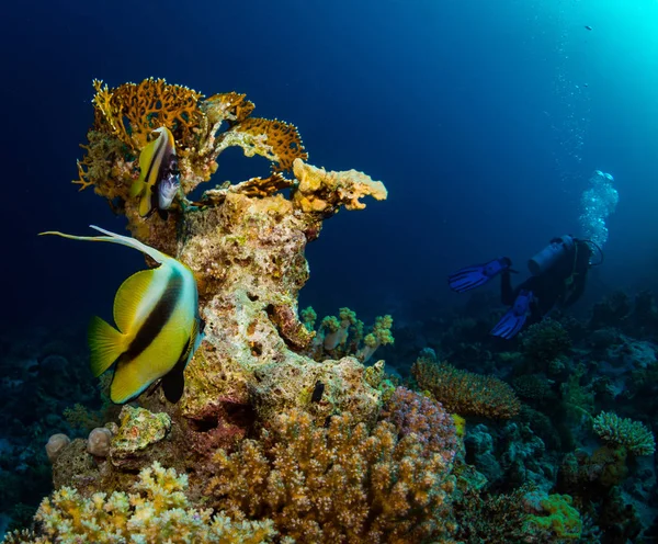 植物や動物と海底の水中ショット — ストック写真